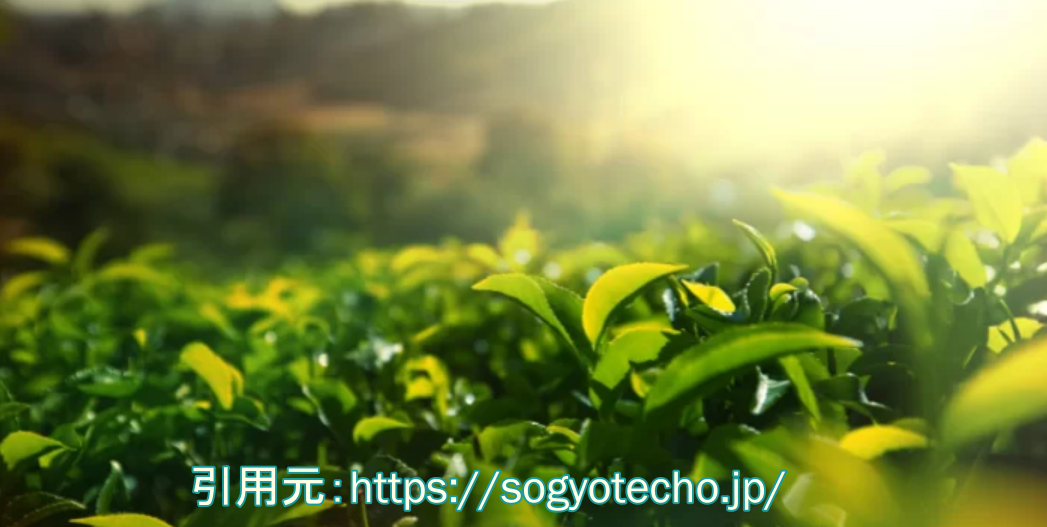 【YOUは何しに日本へ?】日本茶YOUオスカルのwiki風プロフ、彼女や結婚は?